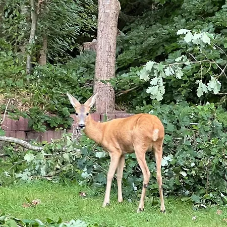 Hébergement de vacances Summerhouse In Forest Near Rorvig *